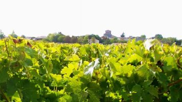 Vignoble